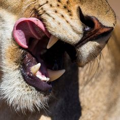 a close up of a cheetah's face with its mouth open