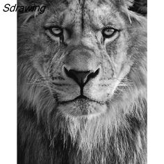 a black and white photo of a lion's face with the caption slawing