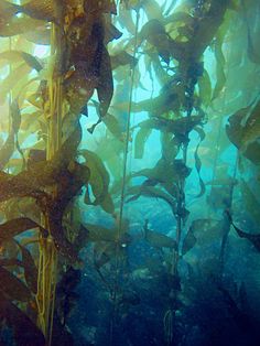 an underwater view of seaweed in the water with sunlight coming through it's branches