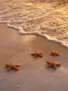 four starfishs are on the sand near the water's edge at sunset