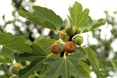 some green leaves and nuts on a tree