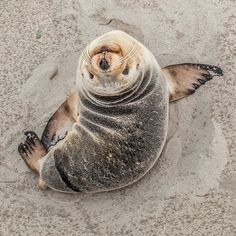 a sea lion laying on top of a sandy beach