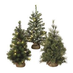 three potted christmas trees with lights on them