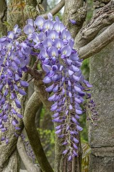 purple flowers are growing on the branches of trees