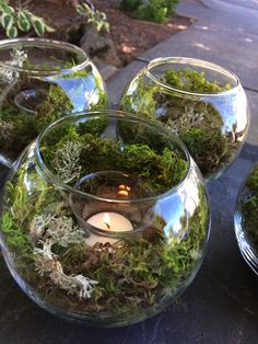 several glass vases filled with moss and lit candles