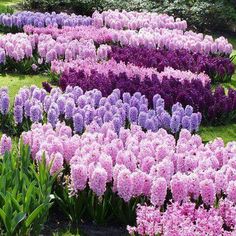 many purple and white flowers in the grass