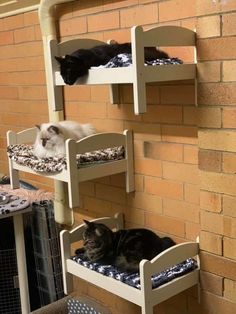 two cats laying on top of bunk beds in front of a brick wall and another cat lying on the floor