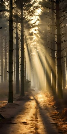 the sun is shining through the trees in the forest