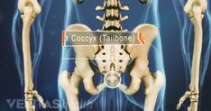 an x - ray view of the back of a human skeleton with text that reads cococyx tailbone