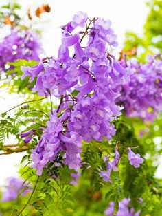 purple flowers are blooming on the tree