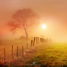 a foggy field with a tree and fence in the foreground, at sunrise