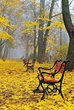 there are many benches in the park with yellow leaves on the ground