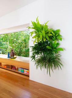 a large potted plant sitting on top of a wooden shelf next to a window