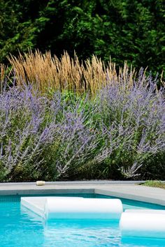 an empty swimming pool surrounded by purple flowers