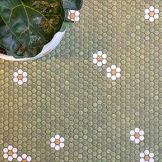 a potted plant sitting on top of a tiled floor next to a green wall