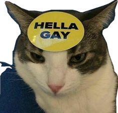 a gray and white cat with a yellow sticker on its head that says hella gay