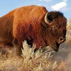 an image of a bison that is walking in the grass with dust blowing around it