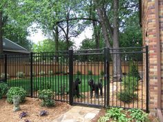 two dogs are standing in the yard behind a fence