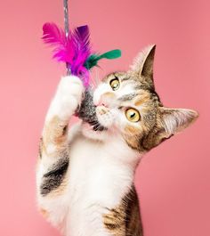 a cat is holding a purple feather on a pink background and looking up at it