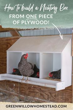 how to build a nesting box from one piece of plywood with chickens in it