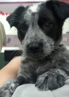 a black and white dog laying on top of a person's arm in a room