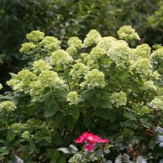 a bush with green leaves and pink flowers in the foreground, surrounded by shrubbery