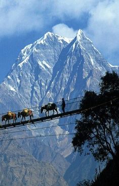 three horses walking across a suspension bridge with mountains in the background