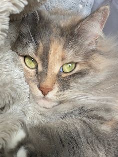 a cat laying on top of a white blanket next to a stuffed teddy bear with green eyes