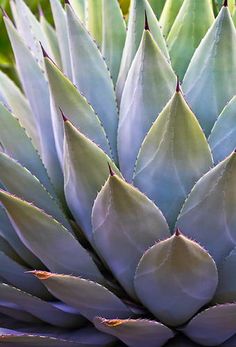 an image of a plant that is close up