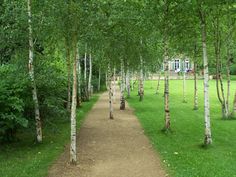 the path is lined with trees and grass