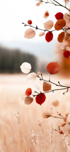 100+ Fall Minimalist Wallpapers For A Sleek Seasonal iPhone Winter Backgrounds, Autumn Background, Gallery Wallpaper, Winter Background, Art Gallery Wallpaper, Autumn Art