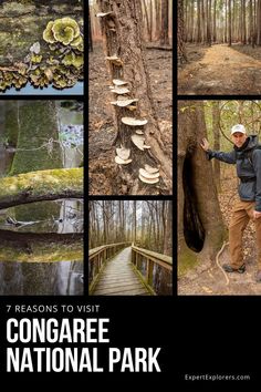 a man standing next to a tree with lots of mushrooms growing on it and the words, 7 reasons to visit congare national park