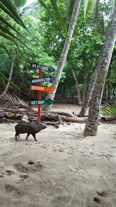 a pig is standing in the sand near a sign post with many signs on it