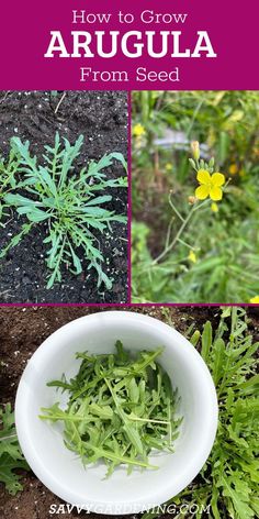 Arugula Clippings. With Text Reading: How to Grow Arugula From Seed.