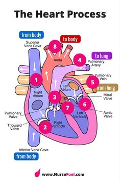 diagram of the human heart with labels