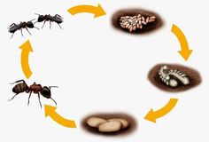 the life cycle of an antelope is shown in this diagram, with two ants and three eggs