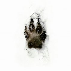 an animal's paw prints in the snow