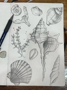 a pencil drawing of shells and seaweed on top of a piece of white paper