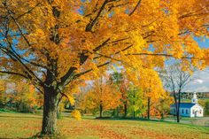 an autumn scene with yellow leaves on the ground and trees in full fall foliage, near a white church