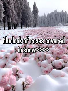 the look of roses covered in snow is shown with an arrow pointing up to it