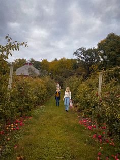 two women walking down a path in an apple orchard with red flowers on both sides