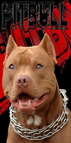 a brown pitbull dog wearing a chain around his neck with the word pitbull on it