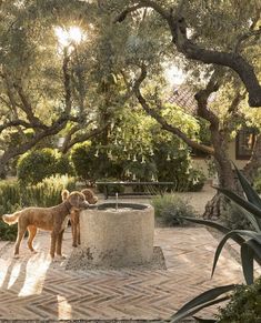 there is a dog that is standing in the yard with trees and bushes behind it