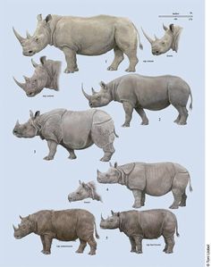 an image of rhinos and rhinoceros in different positions