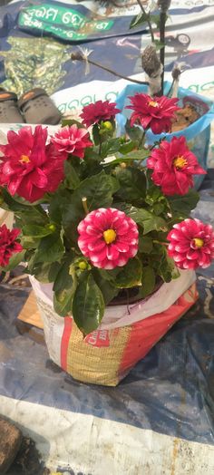 a potted plant with pink flowers sitting on a table