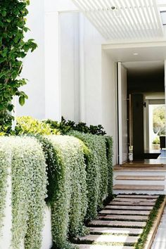 some bushes are growing on the side of a house