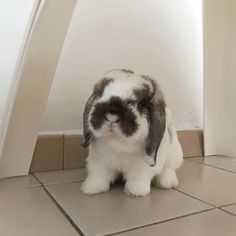 a small rabbit sitting on the floor next to a wall