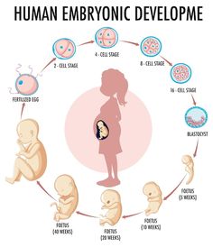 the stages of human emryonic development in babies and their mother's body