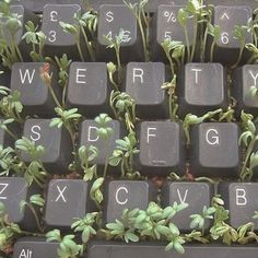 a keyboard with plants growing out of it's keys and the letters are written in white