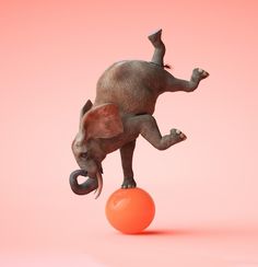 an elephant is balancing on top of an orange ball with its trunk in the air